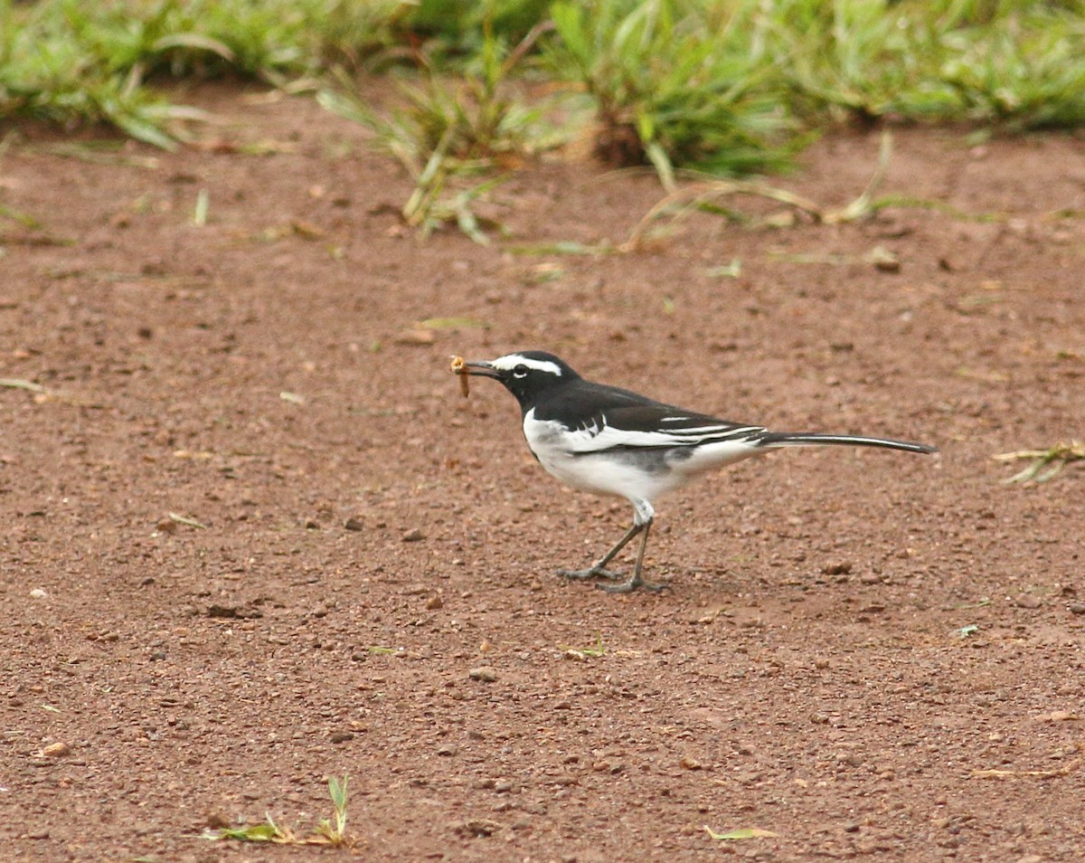 White-browed Wagtail - ML623876869