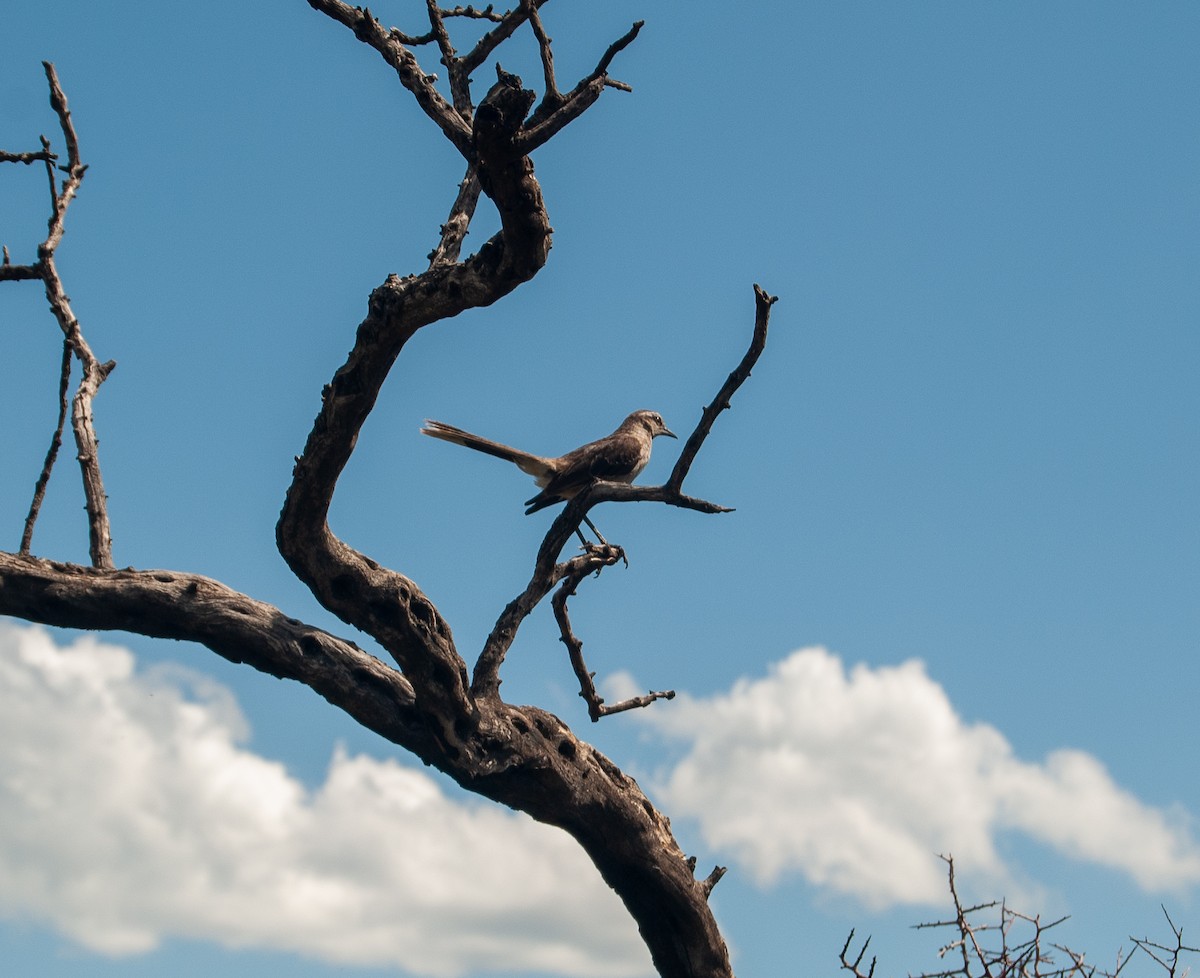 Chalk-browed Mockingbird - ML623876870