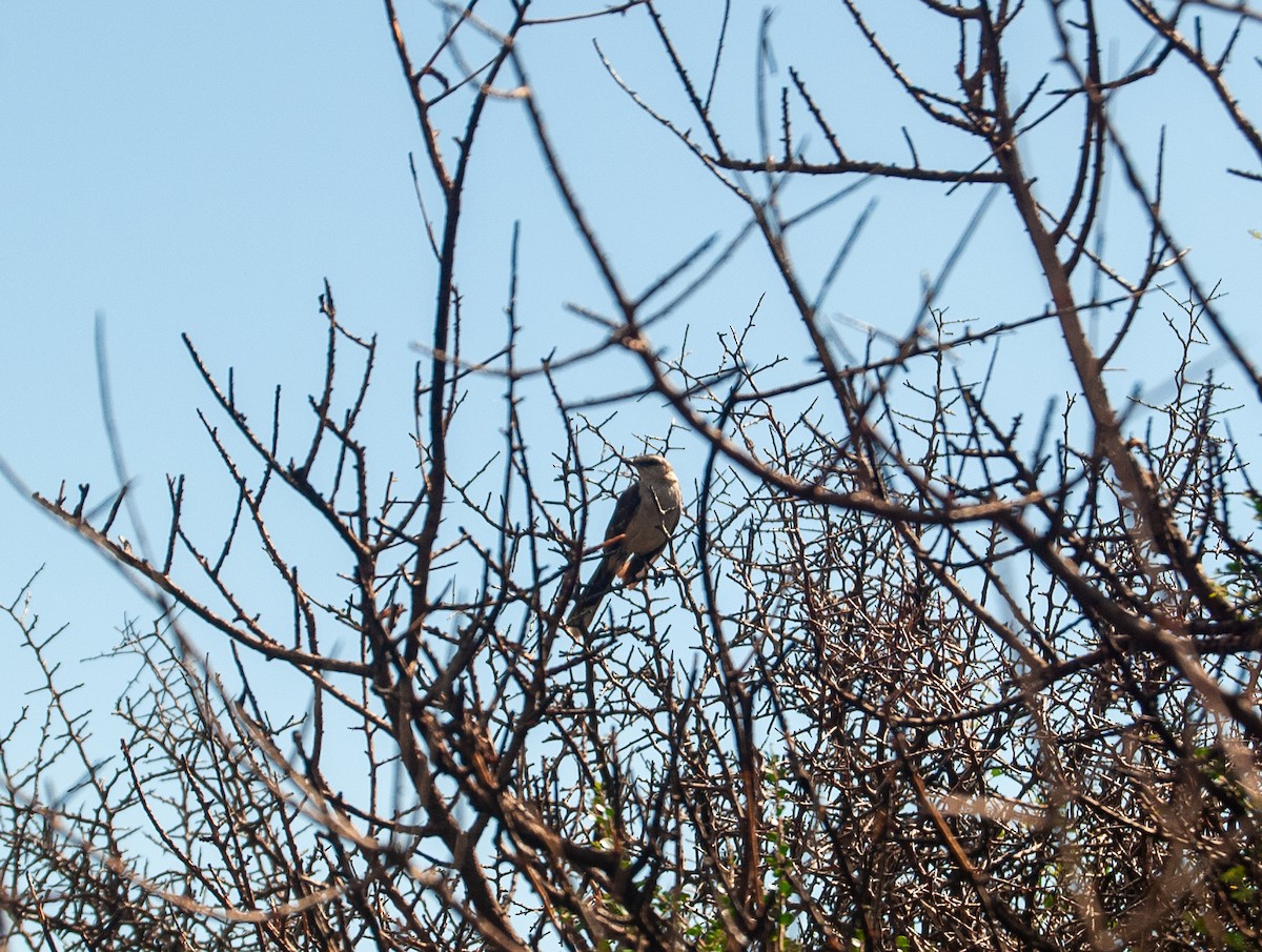 Chalk-browed Mockingbird - ML623876871