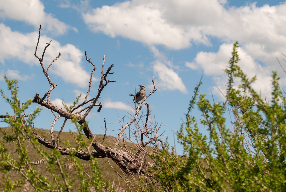 Chalk-browed Mockingbird - ML623876872