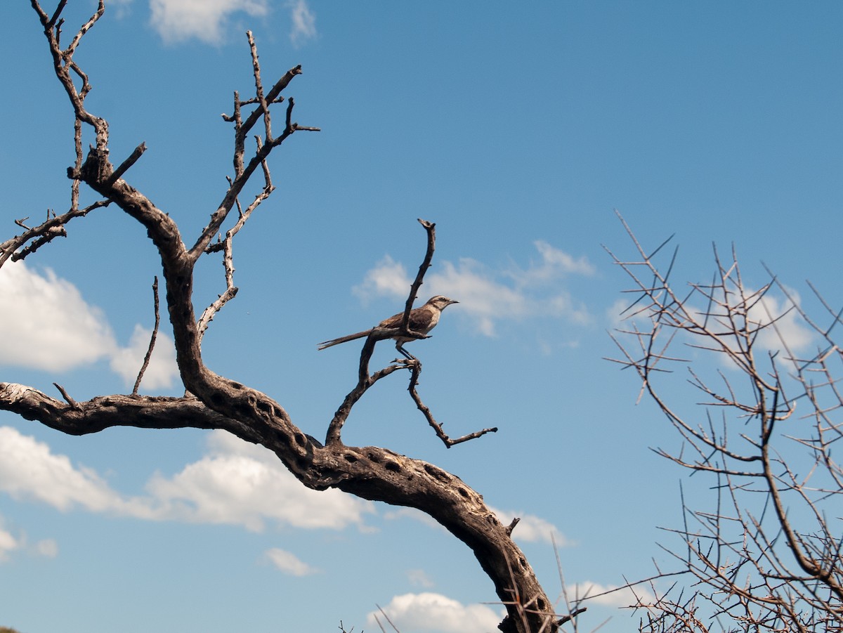 Chalk-browed Mockingbird - ML623876873