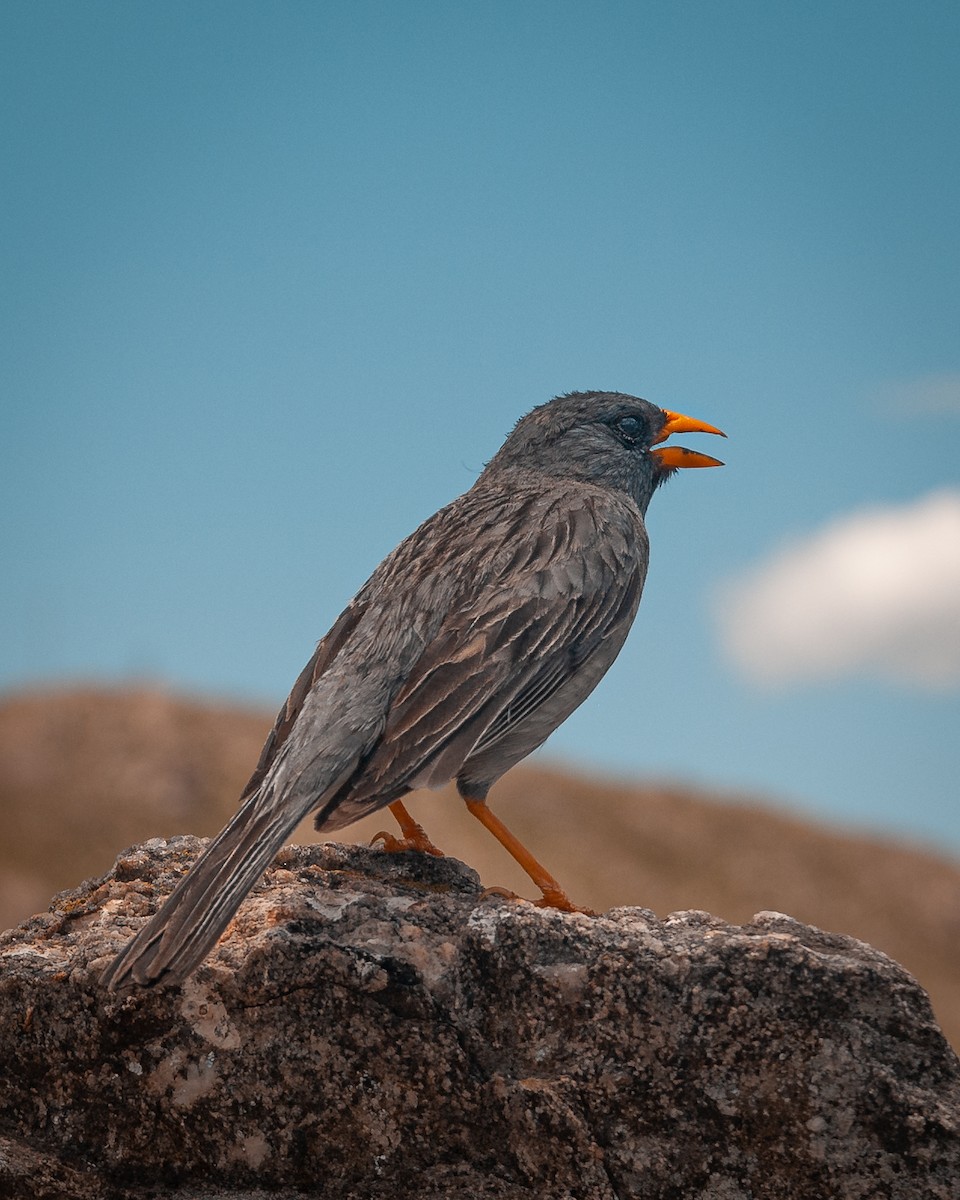 Band-tailed Sierra Finch - ML623876884