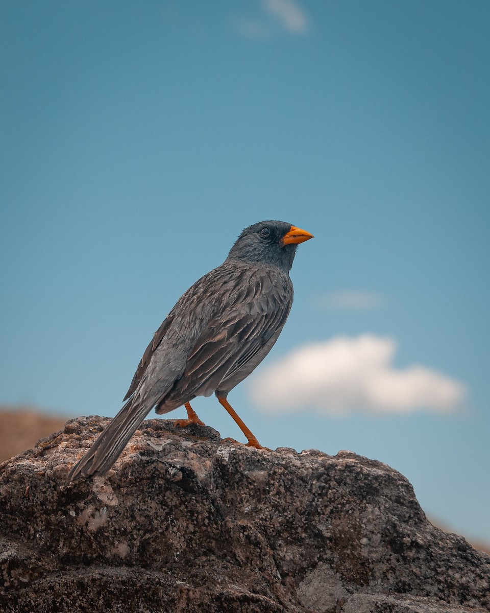 Band-tailed Sierra Finch - ML623876885