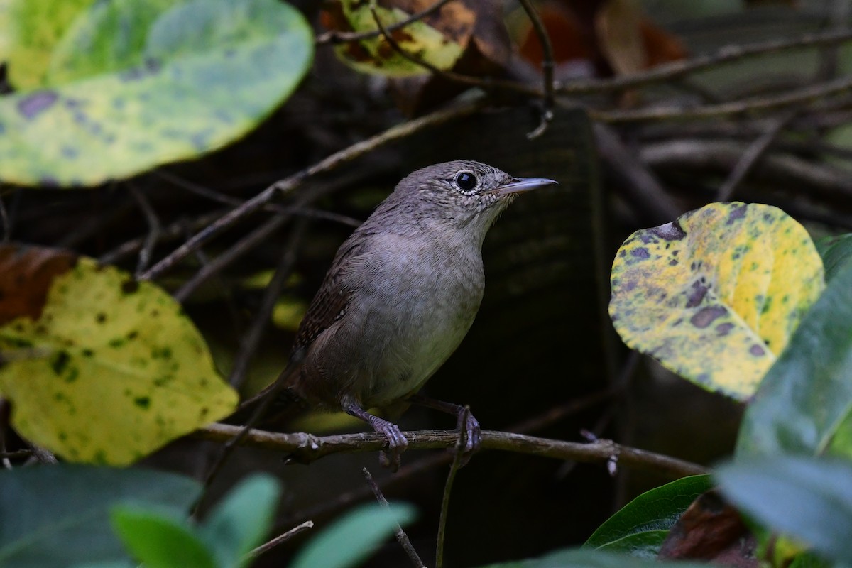 Chochín Criollo (grupo aedon) - ML623876886