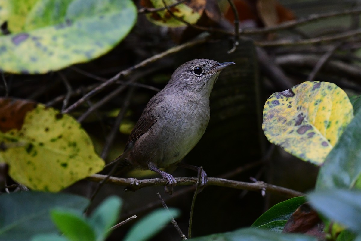 Chochín Criollo (grupo aedon) - ML623876887