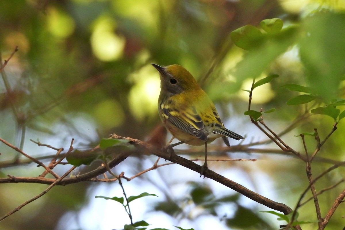 Chestnut-sided Warbler - S. K.  Jones