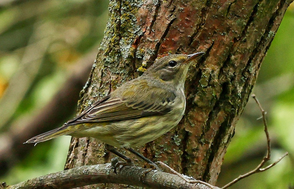 Cape May Warbler - ML623877011