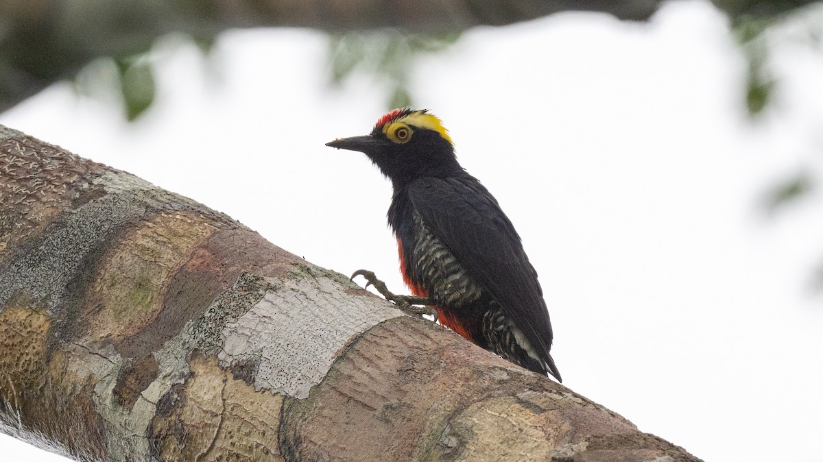 Yellow-tufted Woodpecker - ML623877027