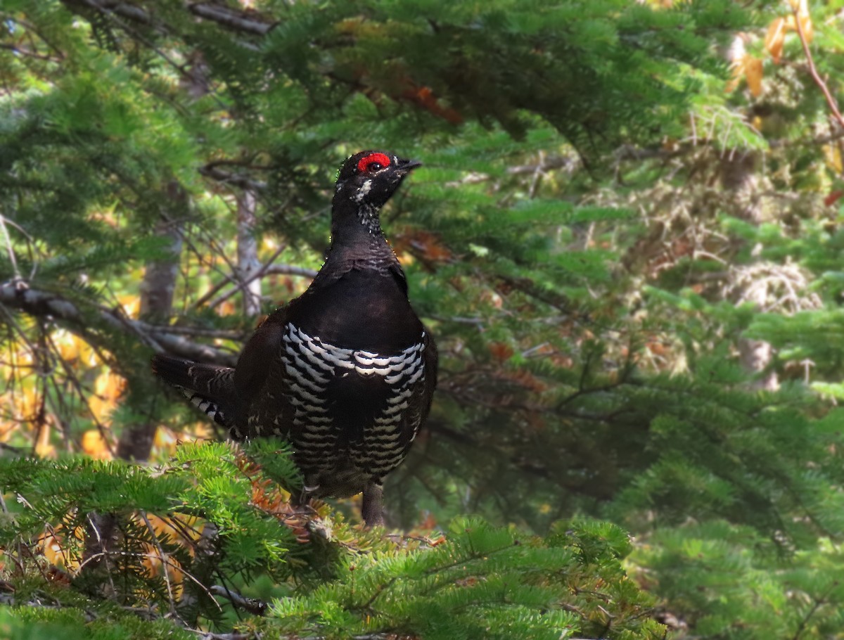 Spruce Grouse - ML623877031