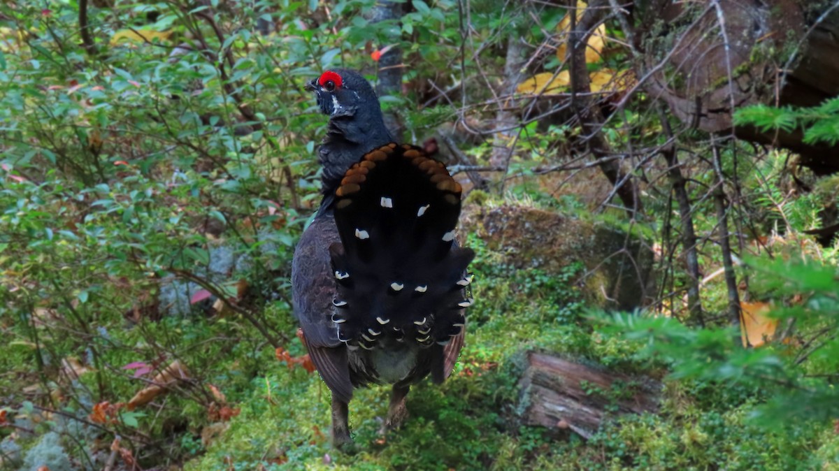 Spruce Grouse - ML623877037