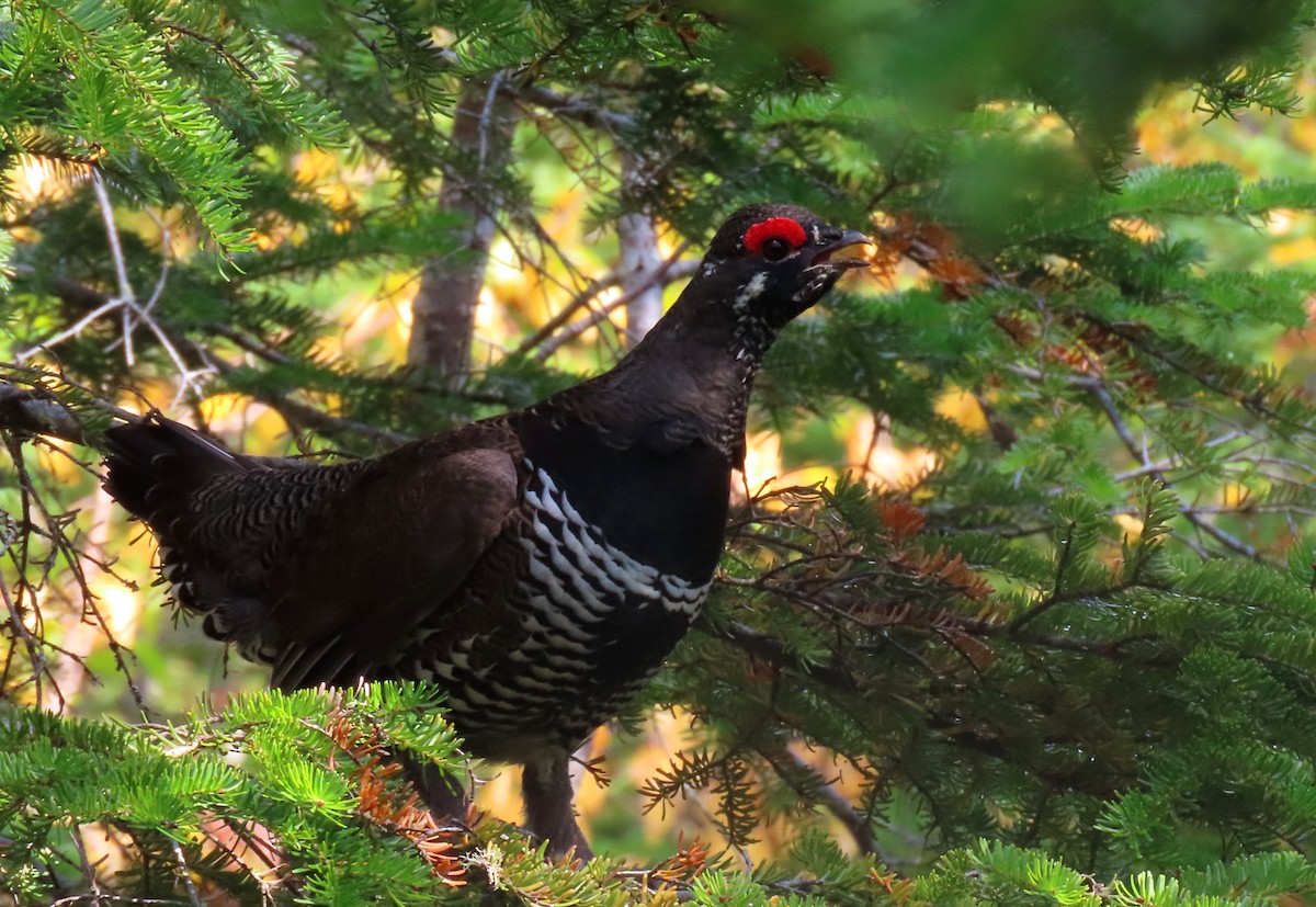 Spruce Grouse - ML623877038