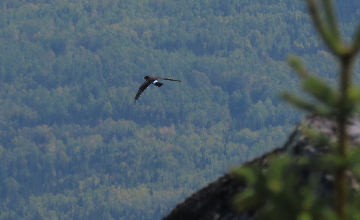 Northern Harrier - Nathalie L. COHL 🕊