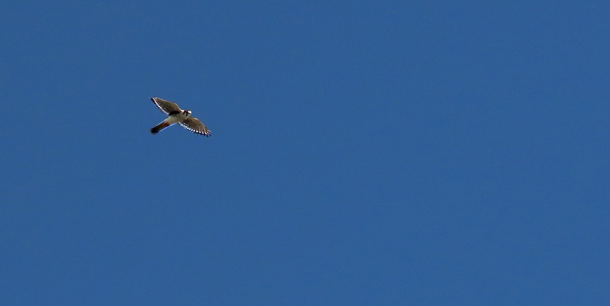 American Kestrel - ML623877047