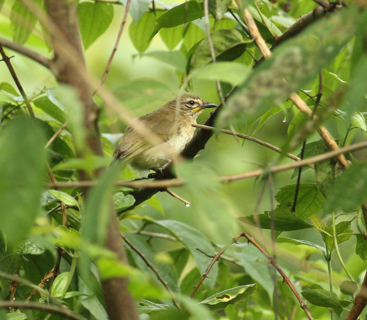 White-browed Bulbul - ML623877050