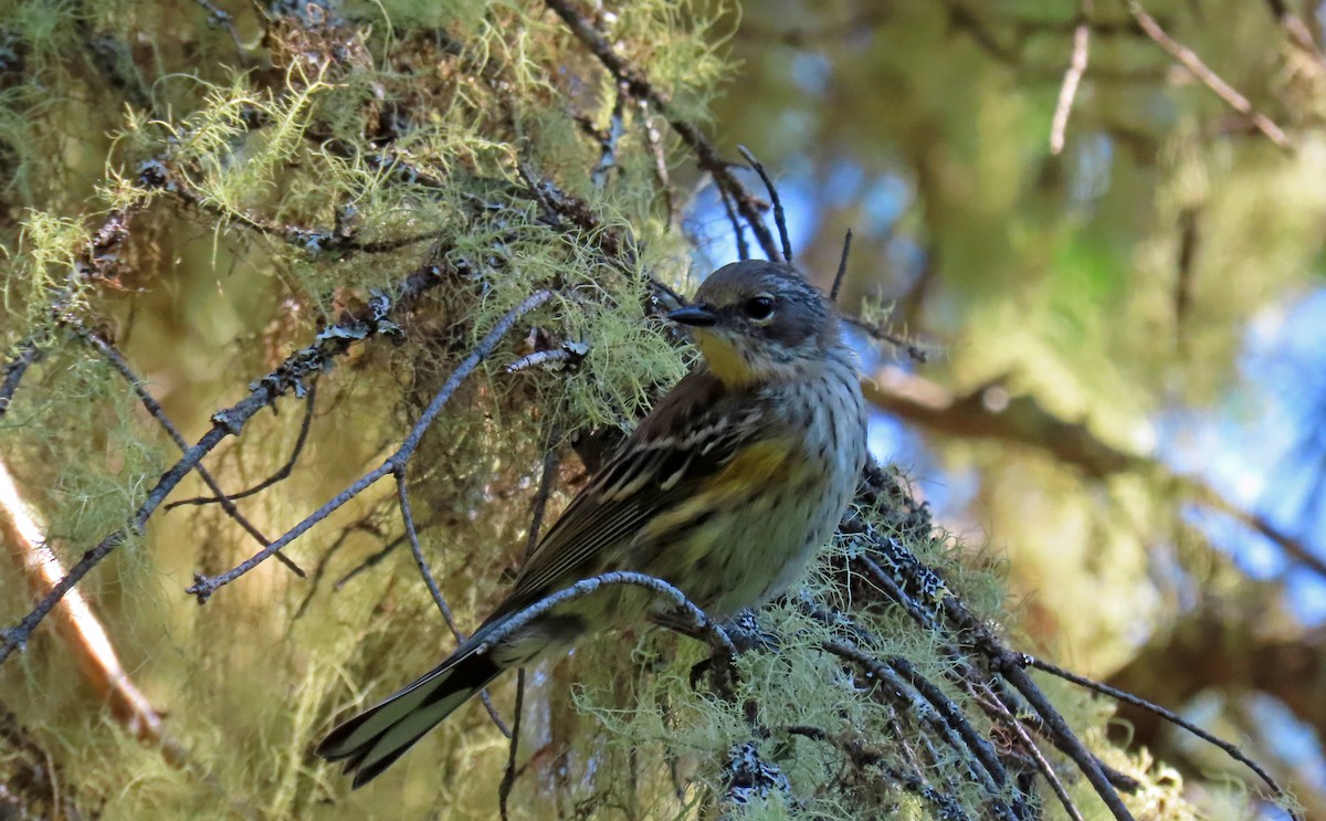 Yellow-rumped Warbler - ML623877051