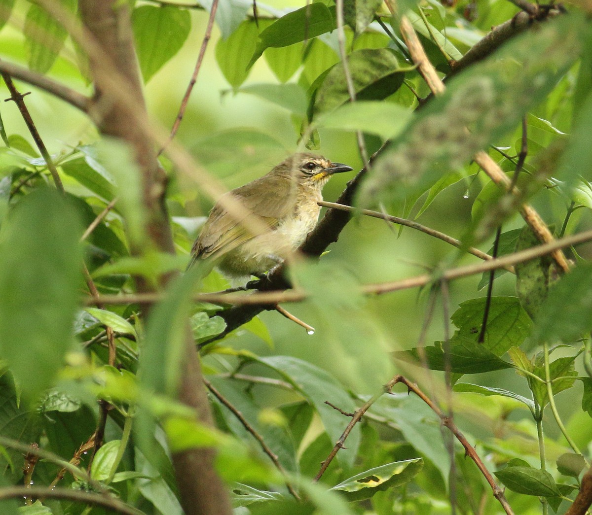 White-browed Bulbul - ML623877053