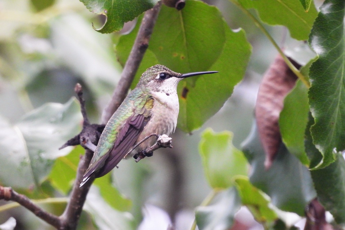 Colibri à gorge rubis - ML623877094