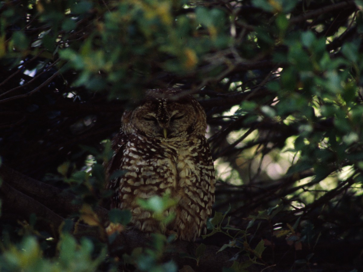 Spotted Owl - Brad Carlson