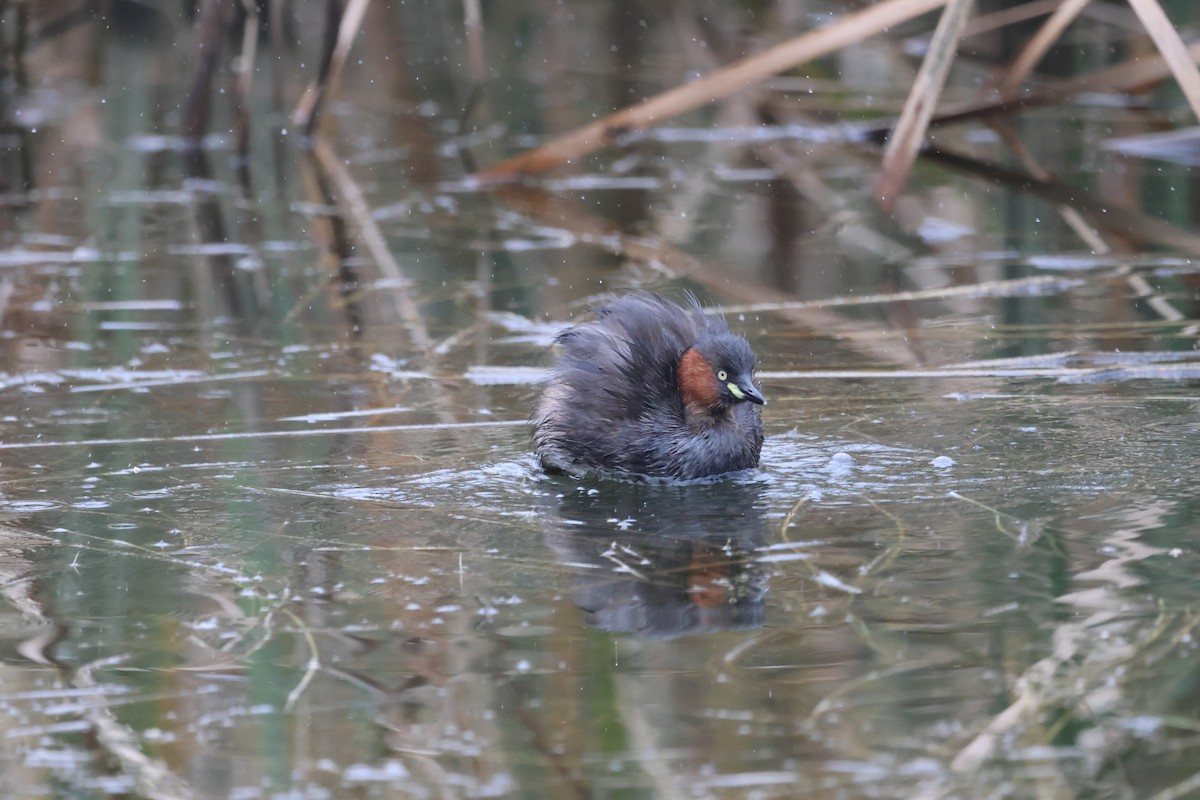 Little Grebe - ML623877098