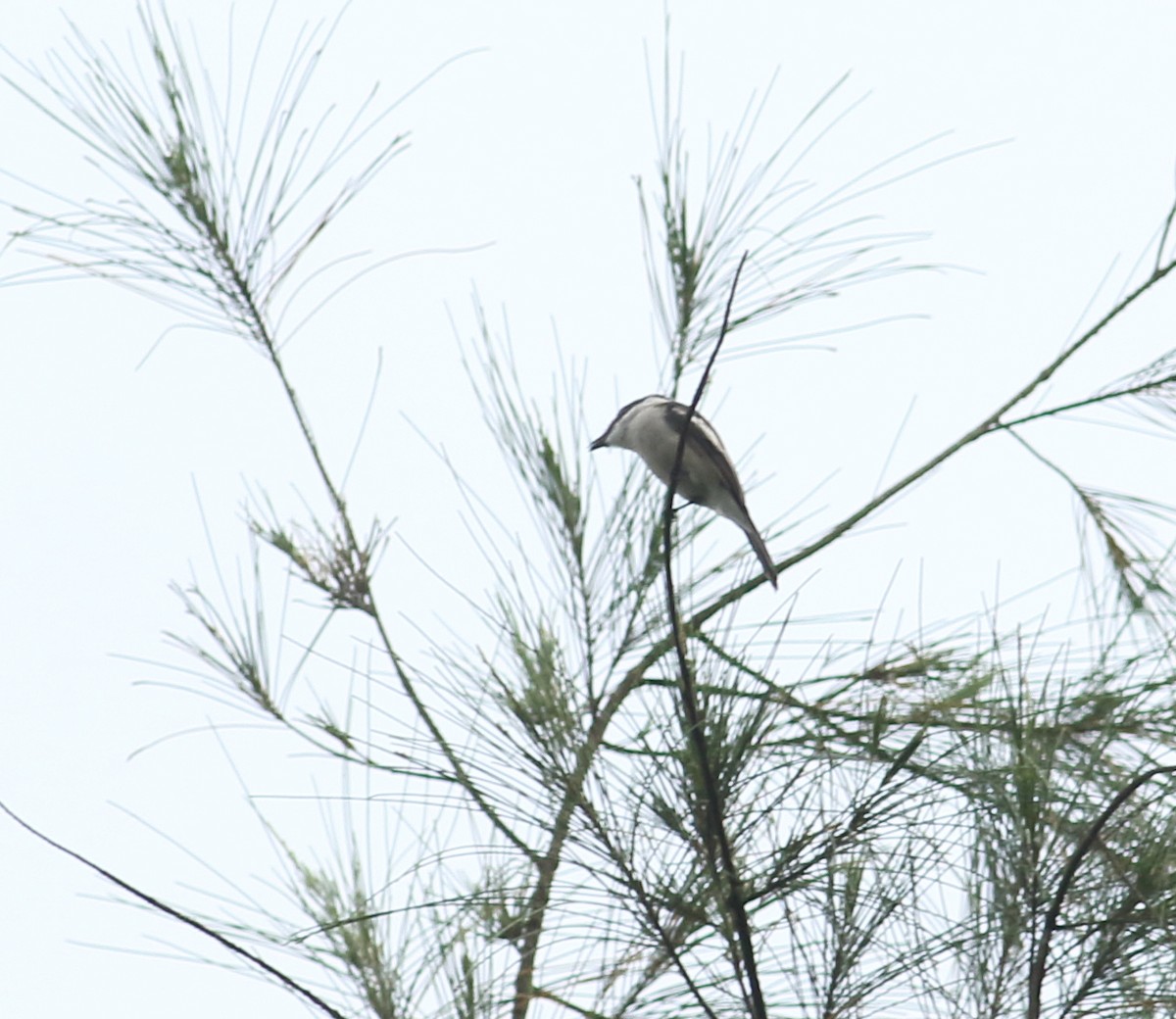 Bar-winged Flycatcher-shrike - ML623877099