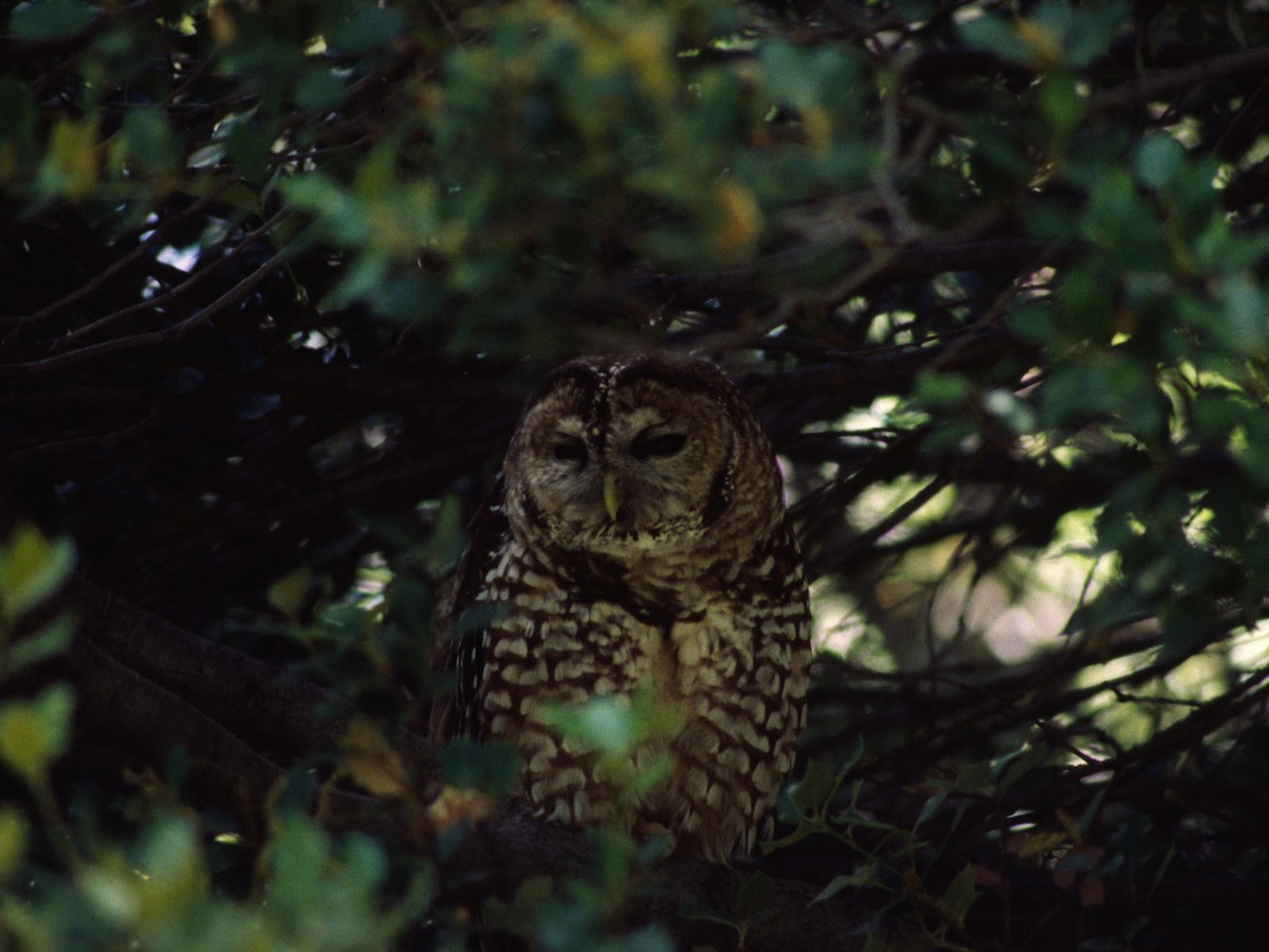 Spotted Owl - ML623877100