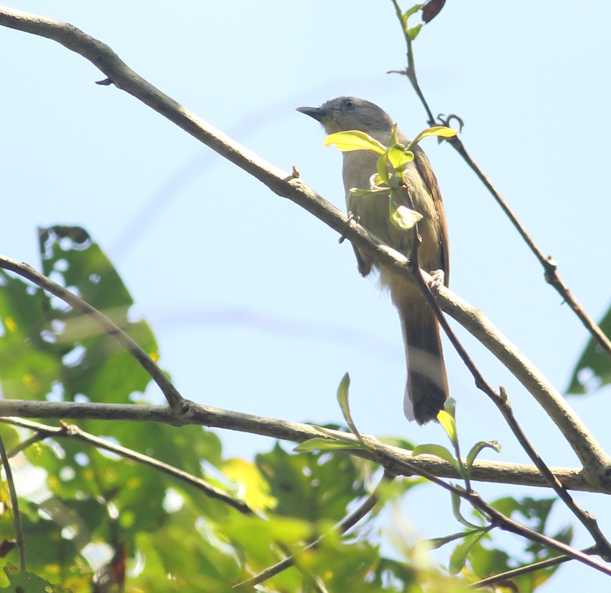 Brown-cheeked Fulvetta - ML623877108