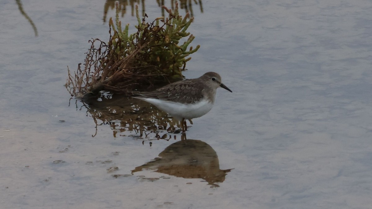 Temminck's Stint - ML623877110