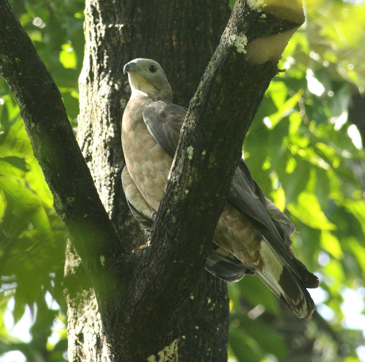 Oriental Honey-buzzard - ML623877128