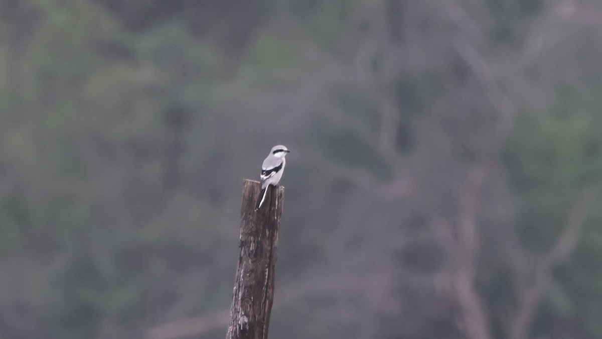 Chinese Gray Shrike - ML623877133