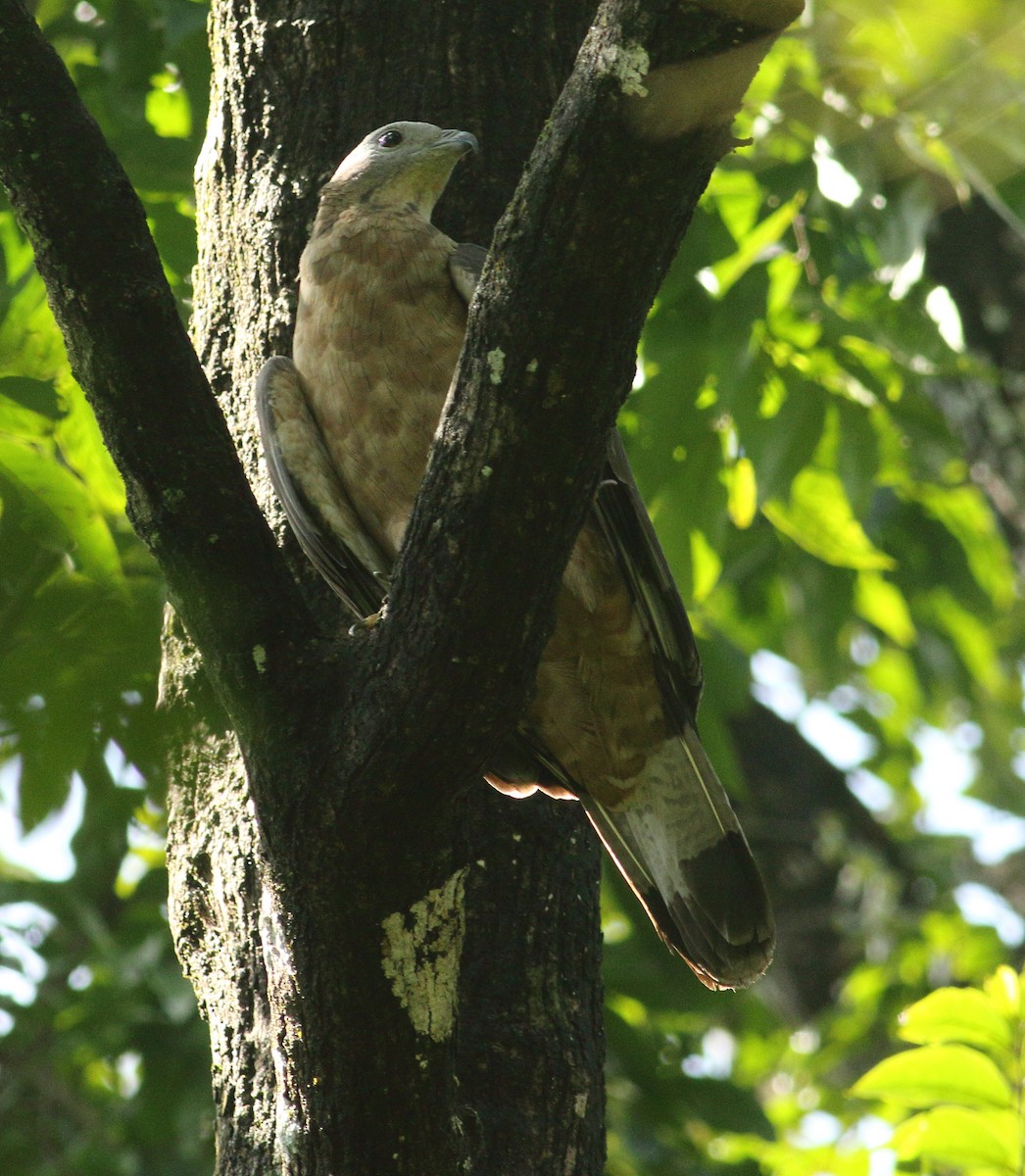 Oriental Honey-buzzard - ML623877134