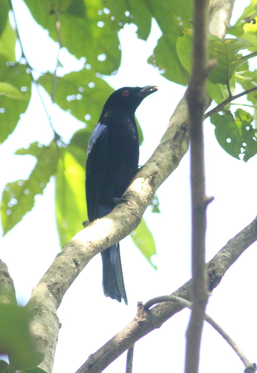 Asian Fairy-bluebird - ML623877144