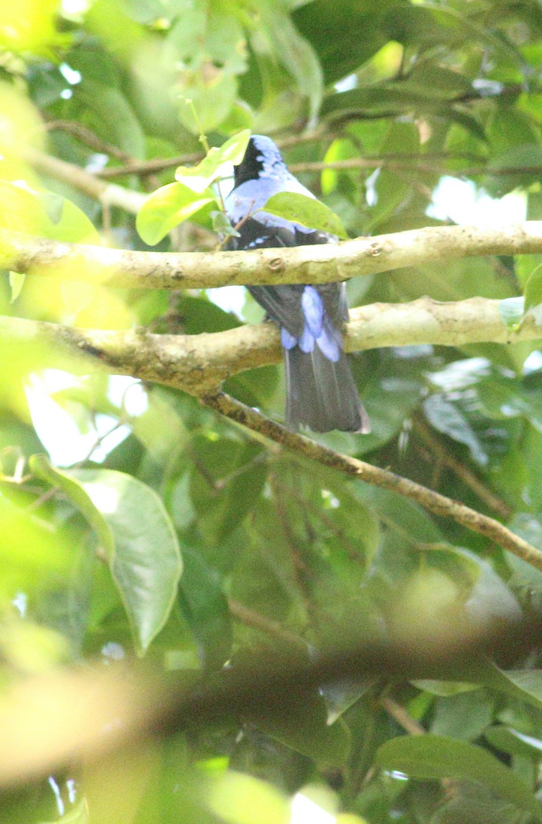 Asian Fairy-bluebird - Savio Fonseca (www.avocet-peregrine.com)