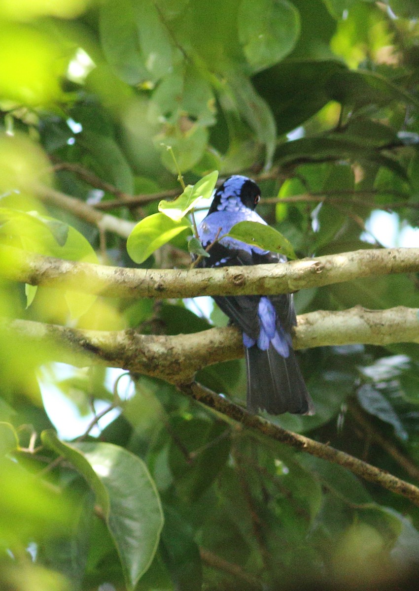 Asian Fairy-bluebird - ML623877152