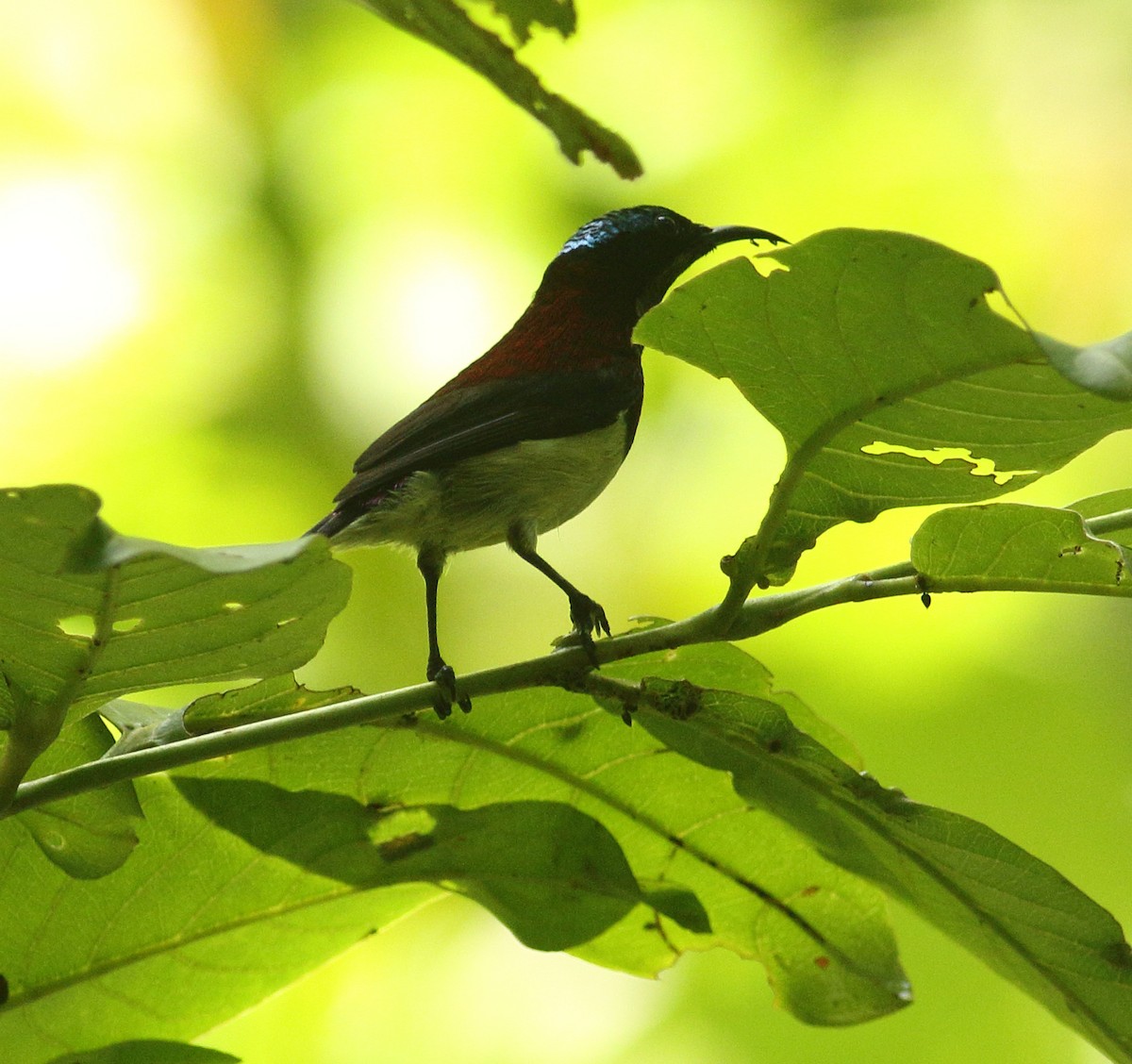 Crimson-backed Sunbird - ML623877156