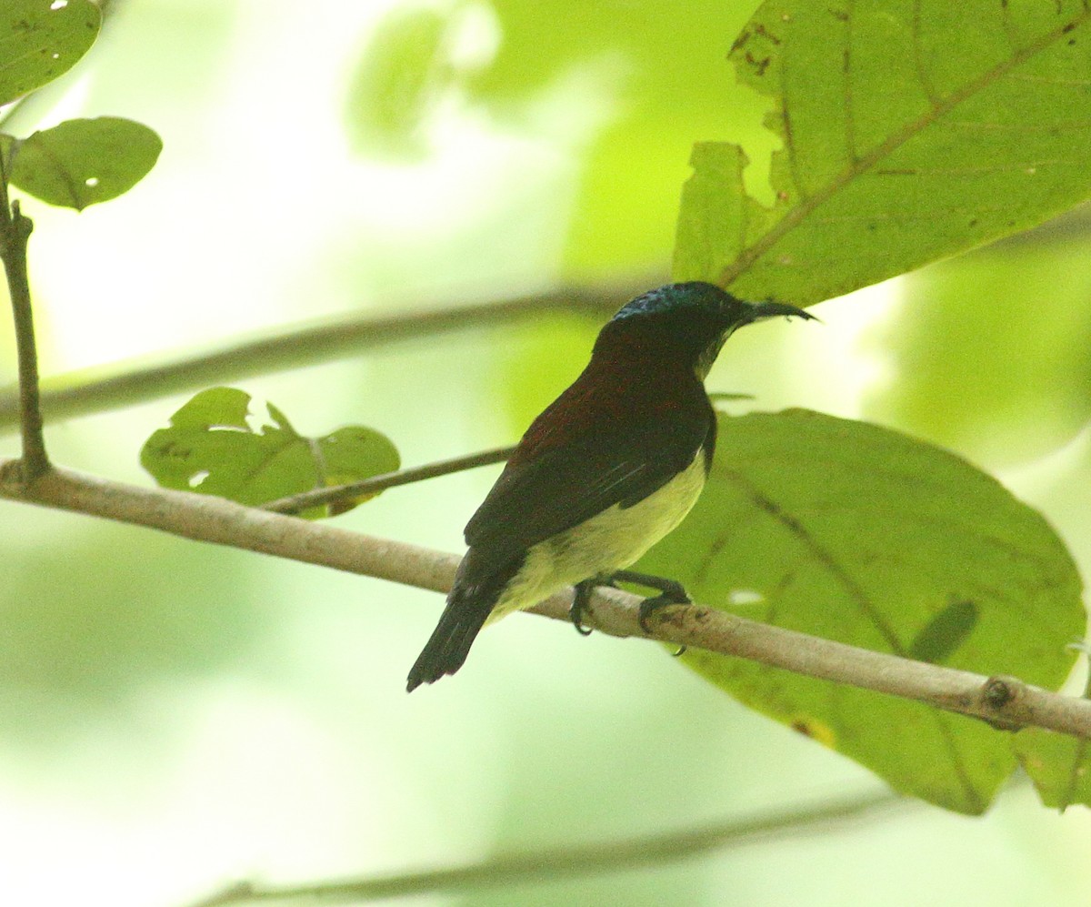 Crimson-backed Sunbird - ML623877157