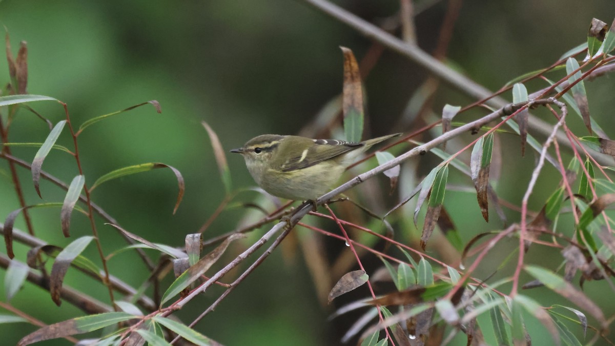 Hume's Warbler - ML623877158