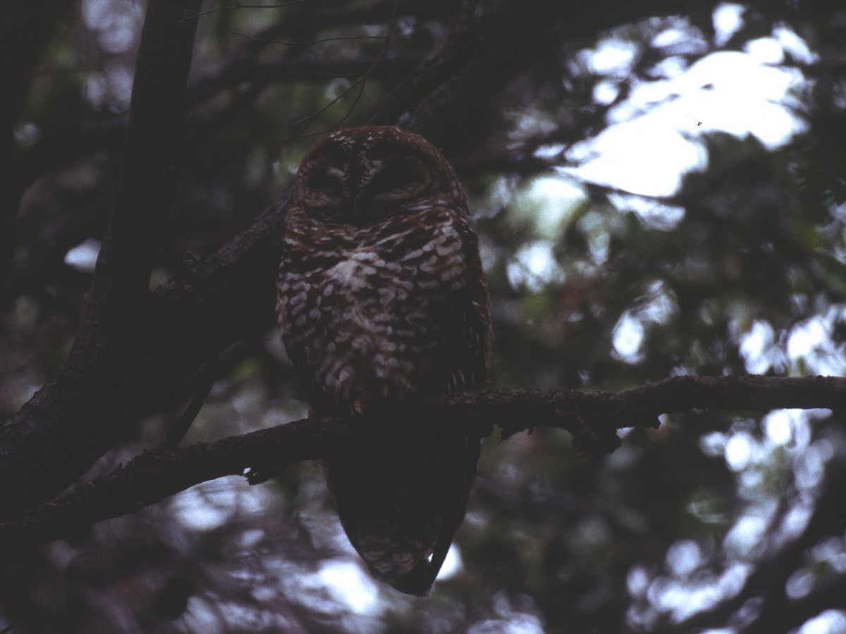 Spotted Owl - ML623877159