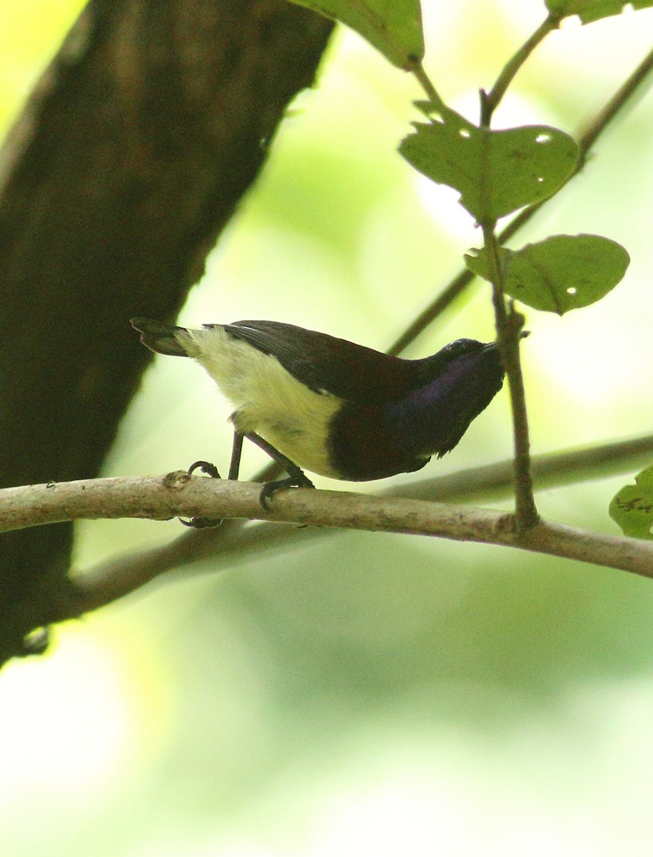 Crimson-backed Sunbird - ML623877160