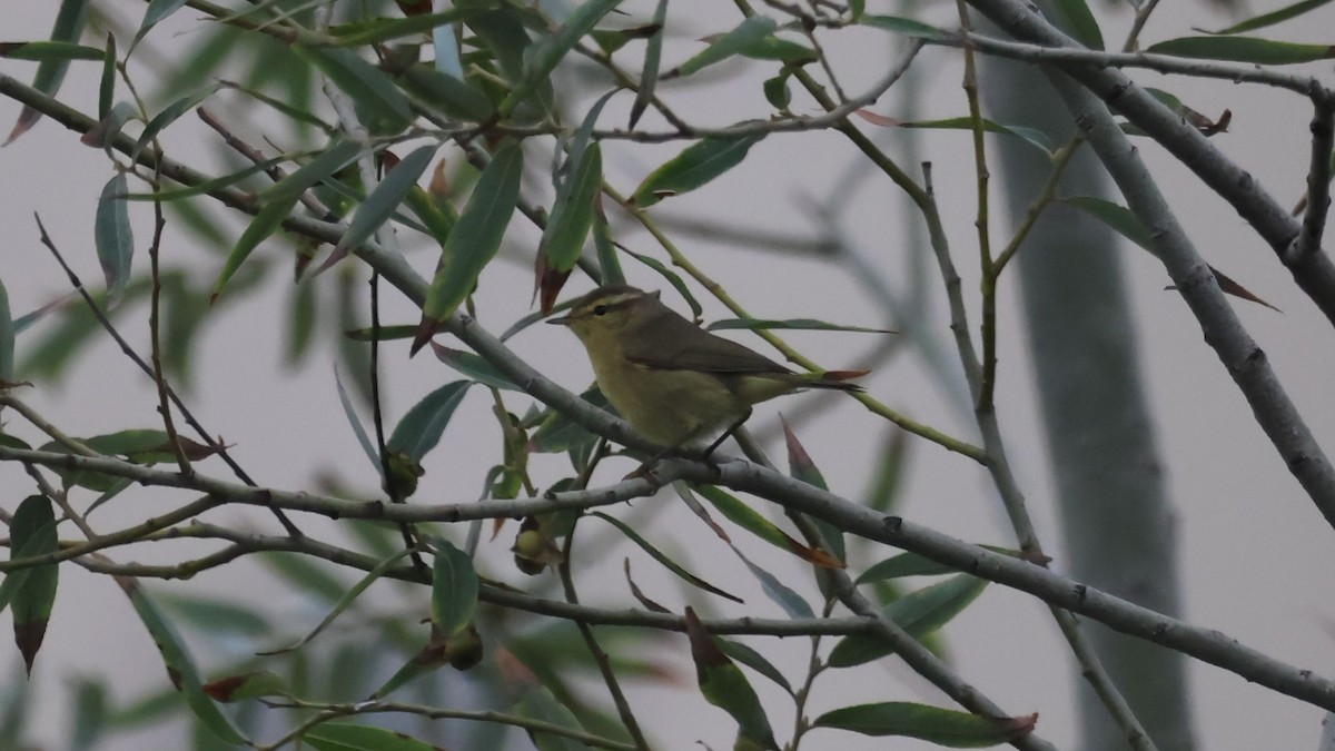 Tickell's Leaf Warbler - ML623877170