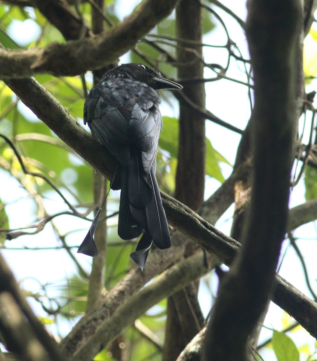 Greater Racket-tailed Drongo - ML623877171