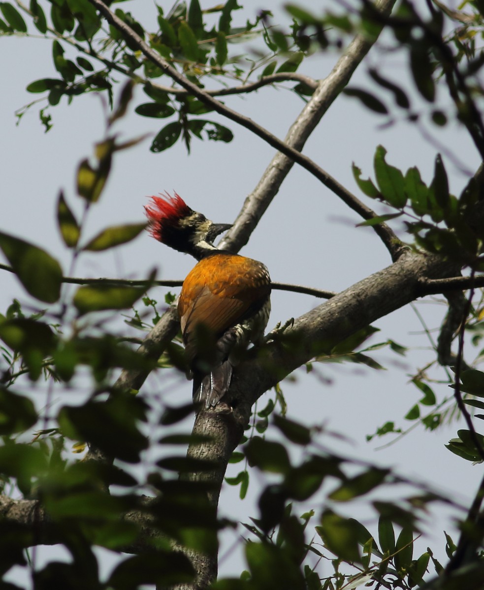 Black-rumped Flameback - ML623877175