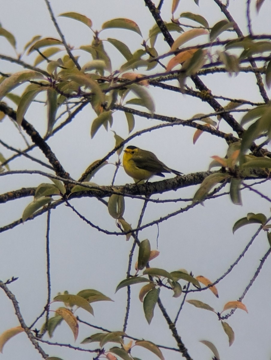 Wilson's Warbler - ML623877177