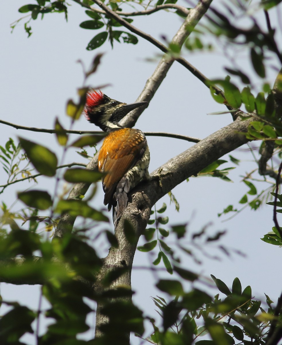 Black-rumped Flameback - ML623877180