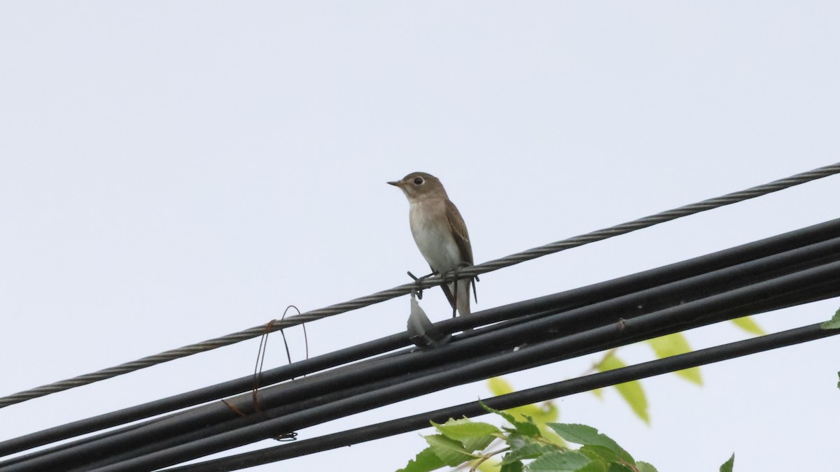 Asian Brown Flycatcher - ML623877182