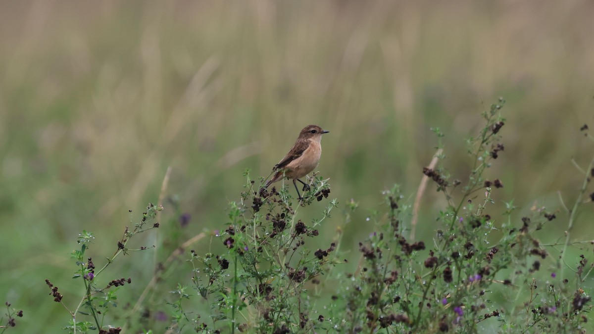 Siberian Stonechat - ML623877186