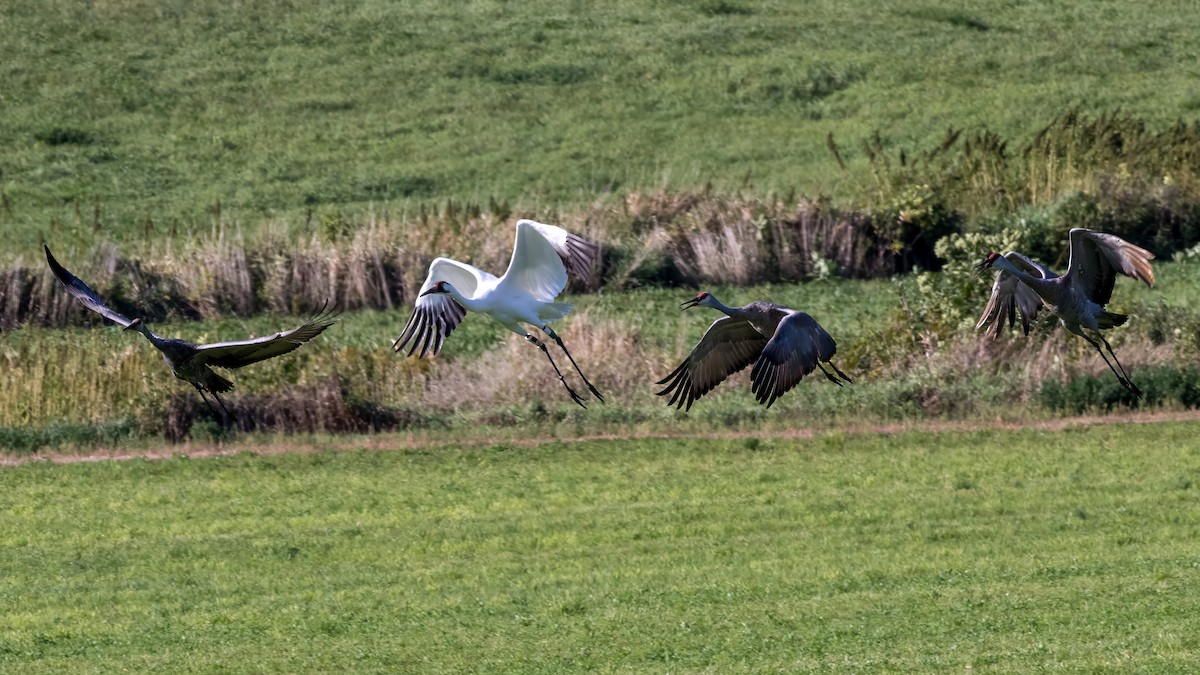 Whooping Crane - ML623877189