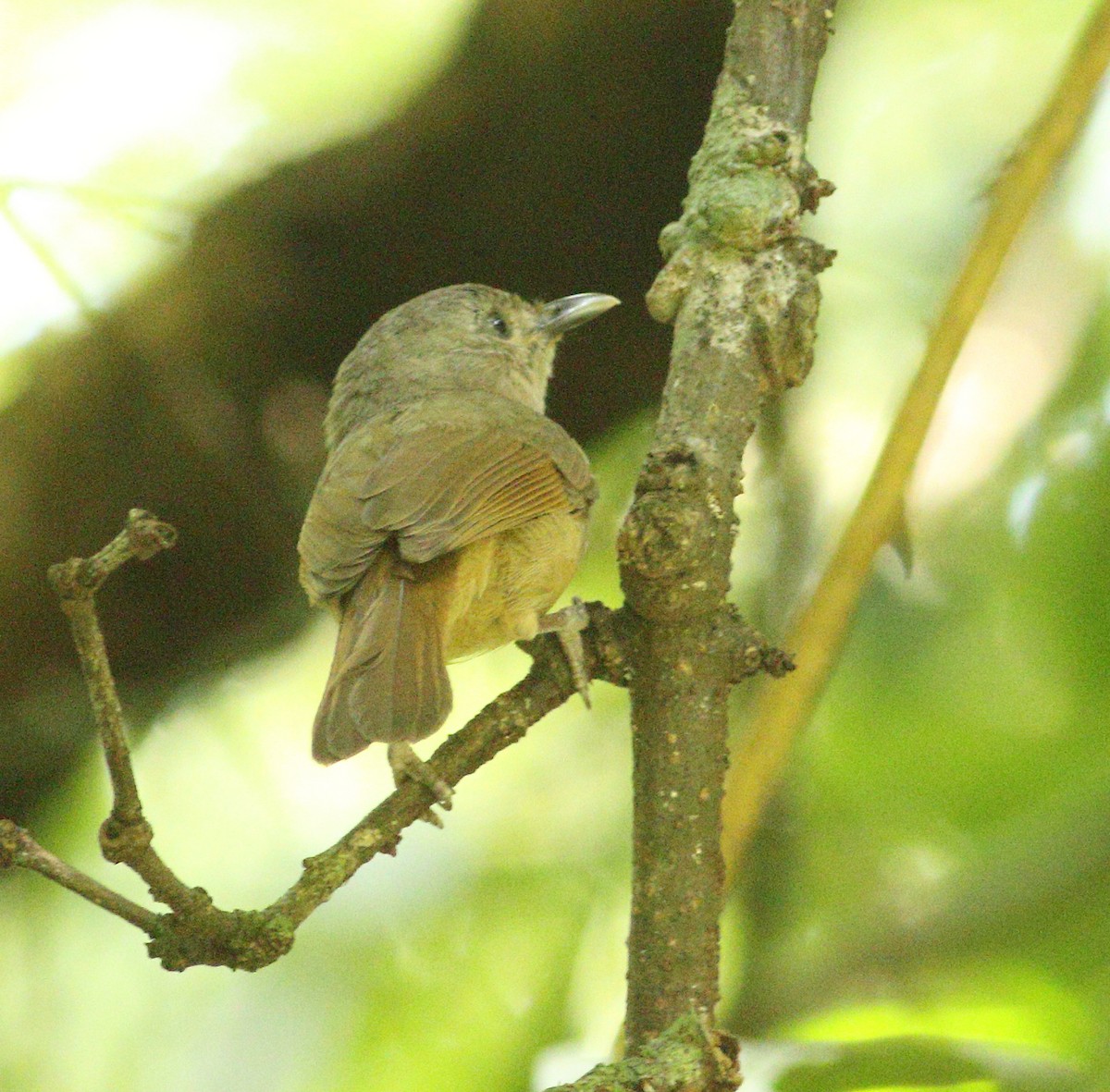 Brown-cheeked Fulvetta - ML623877197