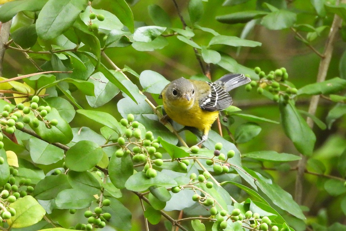 Magnolia Warbler - ML623877200