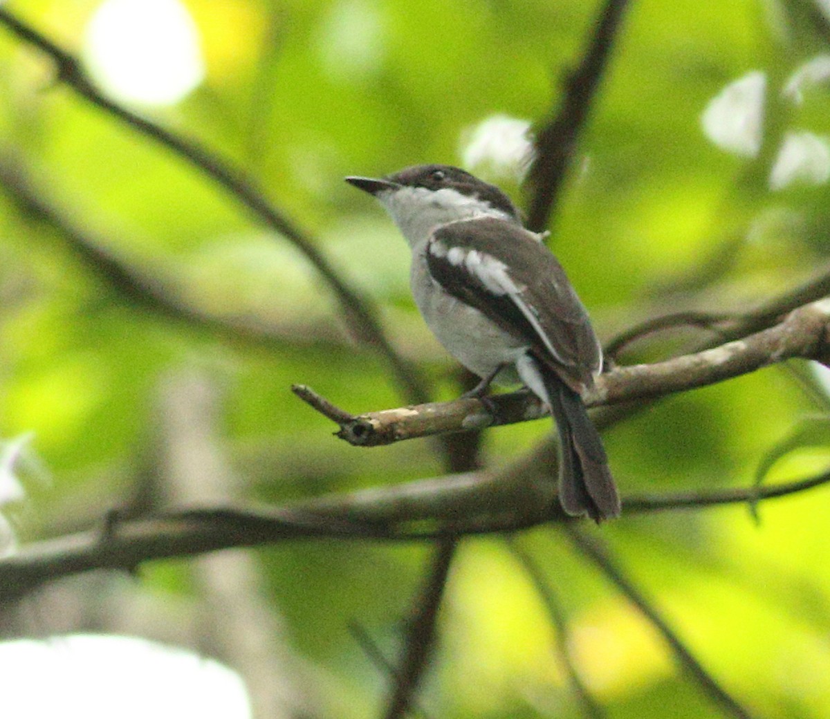 Bar-winged Flycatcher-shrike - ML623877216