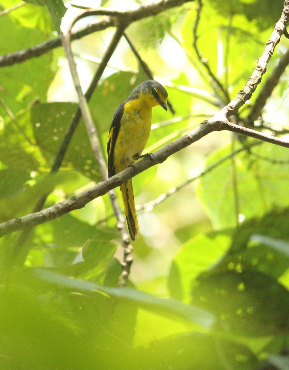 Orange Minivet - ML623877230